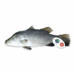 FRESH - BARRAMUNDI, WHOLE FISH, CLEAN AND GUTTED (SIZE 500G-1KG)